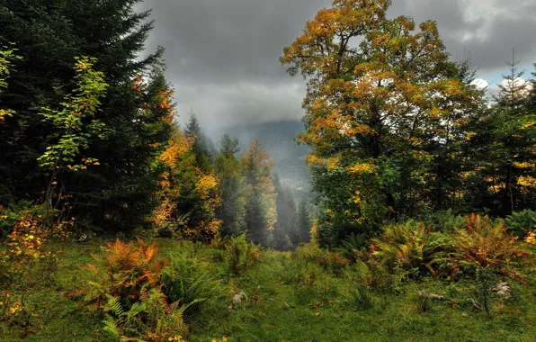 Туман, Осень, Деревья, Лес, Fall, Autumn, Colors, Fog