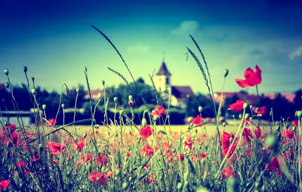 Картинка поле, небо, цветы, стебель, церковь