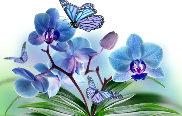 Картинка цветы, коллаж, бабочка, крылья, лепестки, орхидея