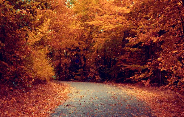 Картинка дорога, осень, листья, деревья