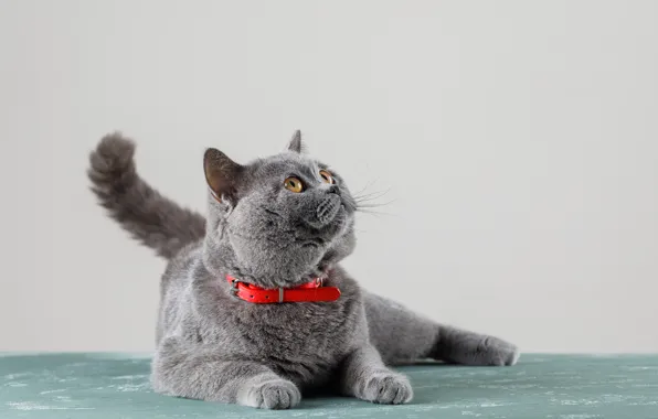 Кот, котенок, британский