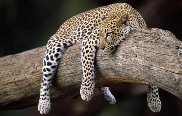 Леопард, на дереве, весит