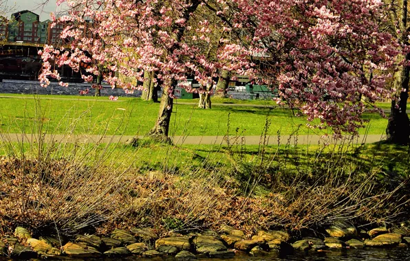 Парк, дерево, весна, Nature, цветение, park, tree, spring