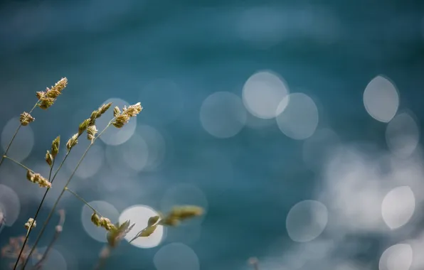 Трава, природа, боке