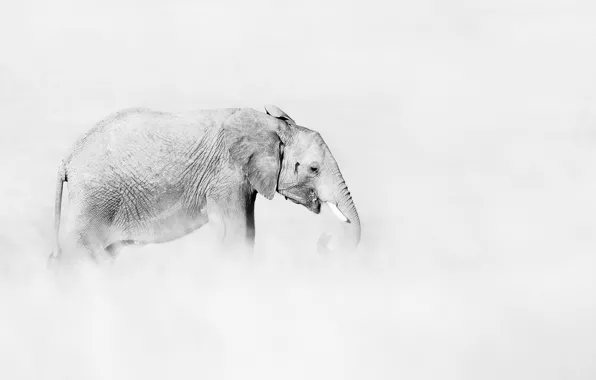 Картинка природа, фон, слон