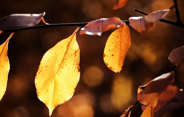 Картинка осень, листья, природа, листок, листки, макро фотографии, осенние обои, красивые картинки