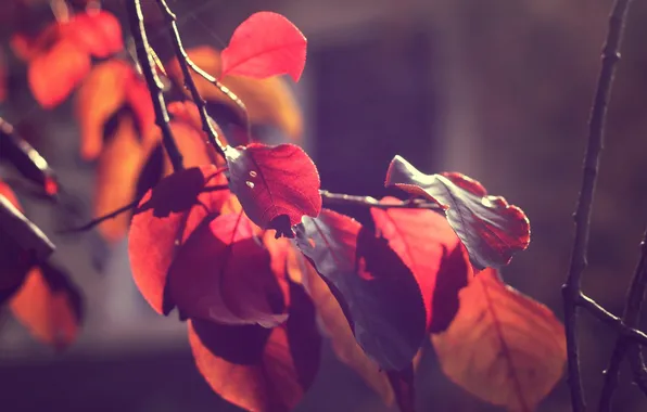Картинка осень, листья, макро, ветки, природа, ветви