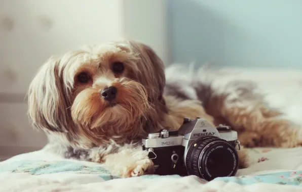 Картинка фон, собака, фотоаппарат