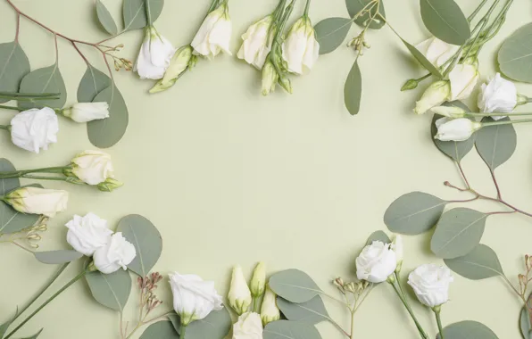 Картинка цветы, фон, эустома