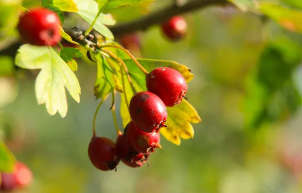 Red, leafs, fruit, twig
