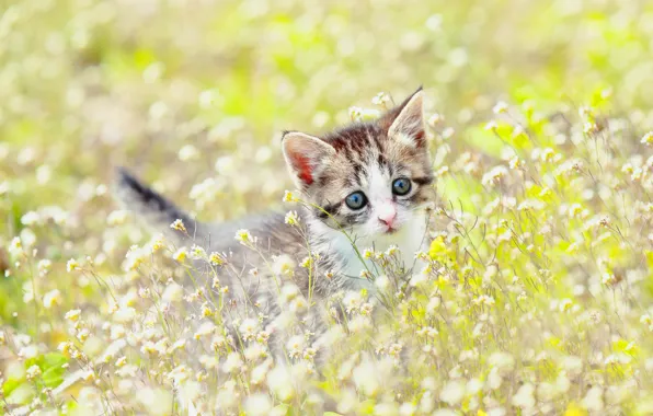 Поле, кошка, лето, цветы, котенок, малыш, луг