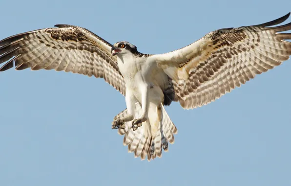 Птица, полёт, osprey