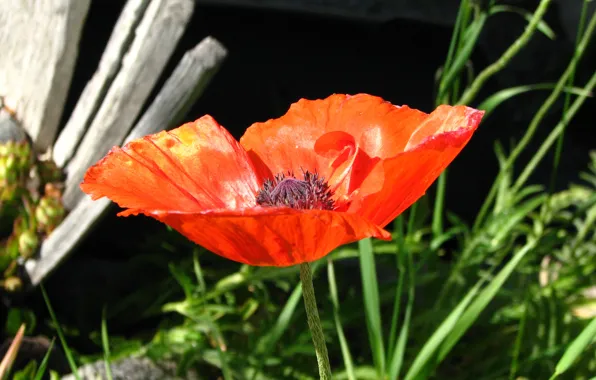 Картинка макро, весна, macro, spring, красный мак, Poppy red