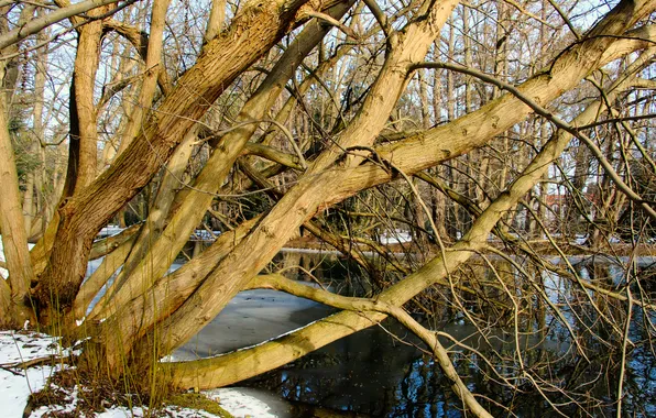 Park, tree, pond, twigs