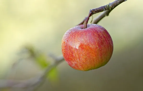 Картинка фон, яблоко, ветка, плод