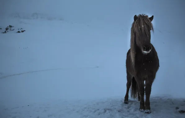 Картинка зима, конь, вечер