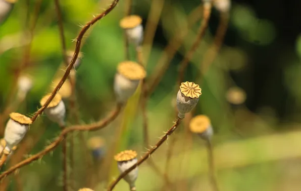 Plant, dry, poppy seed