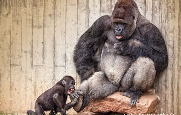 Animals, playing, herbivorous, gorilla and his son