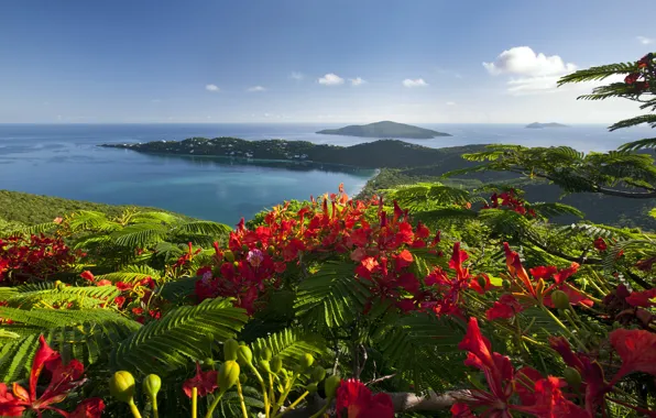 Море, цветы, берег, Карибы