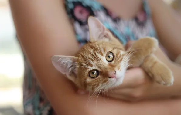 Кошка, взгляд, девушка, поза, котенок, лапки, руки, рыжий