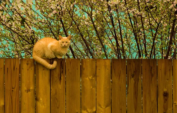 Картинка кот, дерево, забор, весна, рыжий, котэ