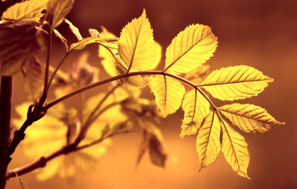 Yellow, autumn, leaf