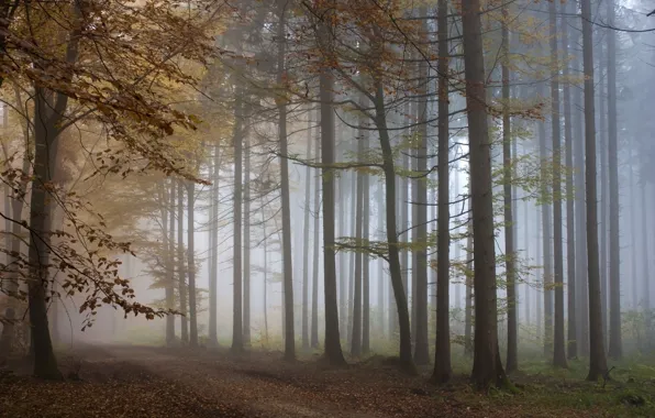 Картинка осень, лес, деревья, туман, дорожка