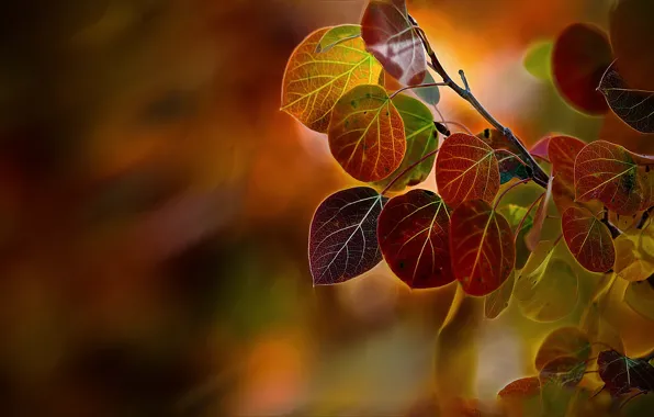 Осень, макро, ветки, листва, тополя