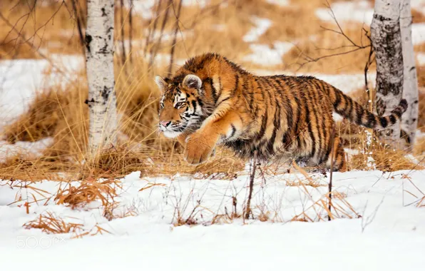Картинка зима, снег, тигр, охота, молодой тигр