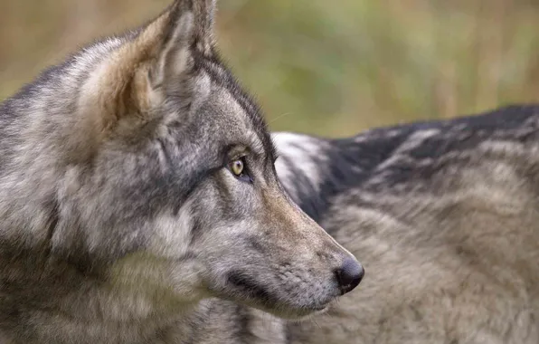 Nature, face, animal, wolf, wildlife, head, fur, mammal