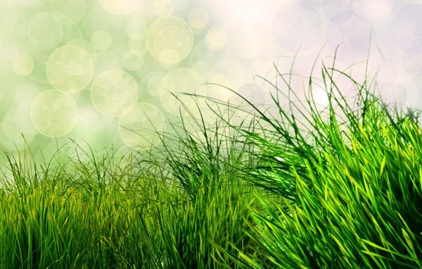 Картинка трава, природа, зеленый, боке