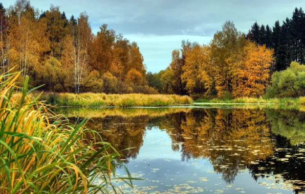 Картинка осень, листья, деревья, природа, отражение, река