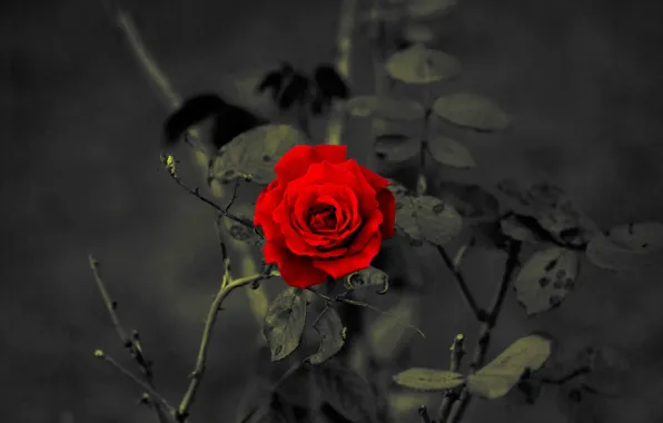 Картинка роза, лепестки, красная