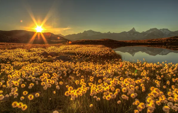 Картинка поле, солнце, лучи, цветы, горы, озеро, блики, рассвет