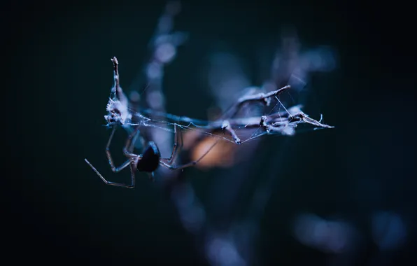 Spider, insect, spider web