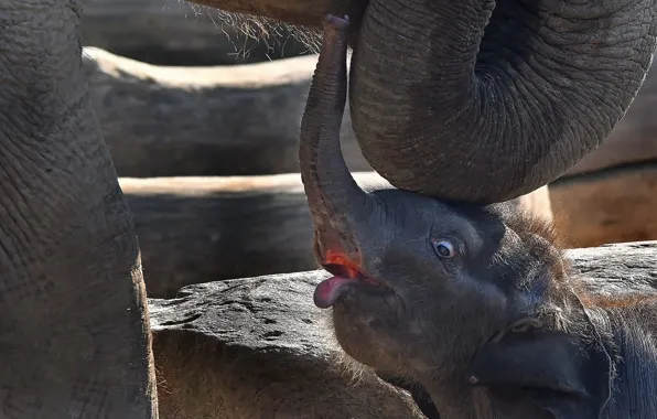 Природа, малыш, слоны, слонёнок