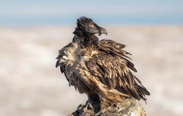 Birds, vultures, scavengers
