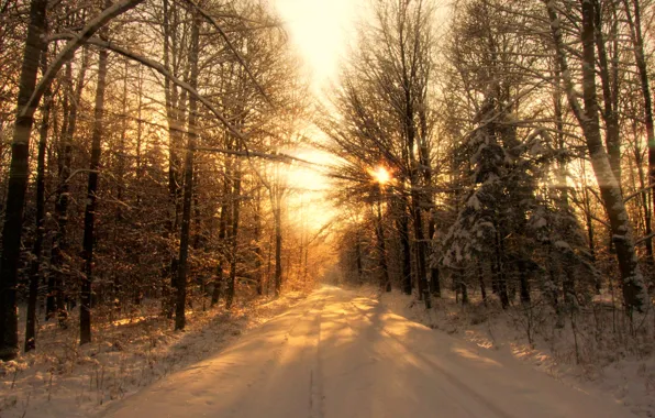 Картинка зима, лес, свет, деревья