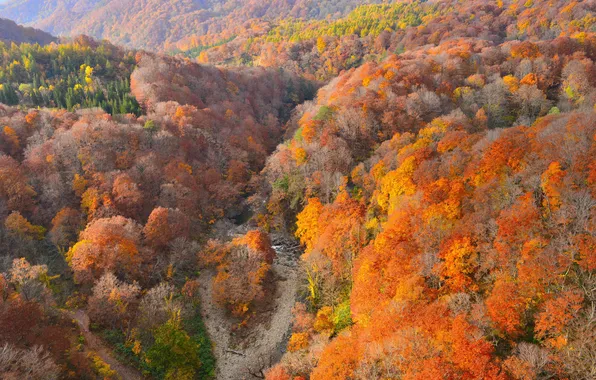 Картинка осень, лес, деревья, горы, русло