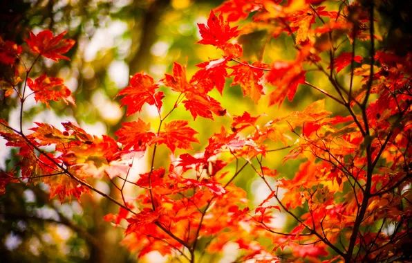Осень, лес, листья, ветки, парк, клен