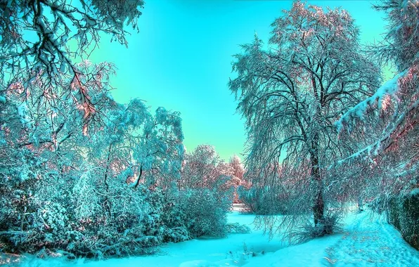 Картинка зима, иней, свет, снег, деревья, голубой