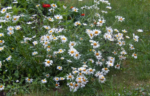 Картинка цветы, widescreen, обои, ромашки, wallpaper, широкоформатные, background, обои на рабочий стол