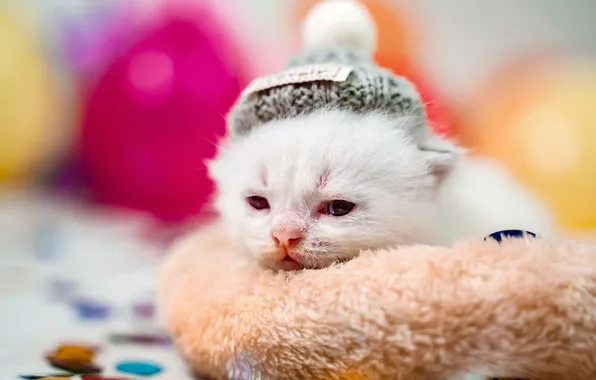 Кошка, белый, взгляд, шарики, поза, котенок, размытие, малыш