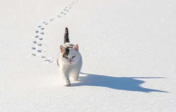 Картинка зима, кошка, кот, снег, следы, тень, котейка