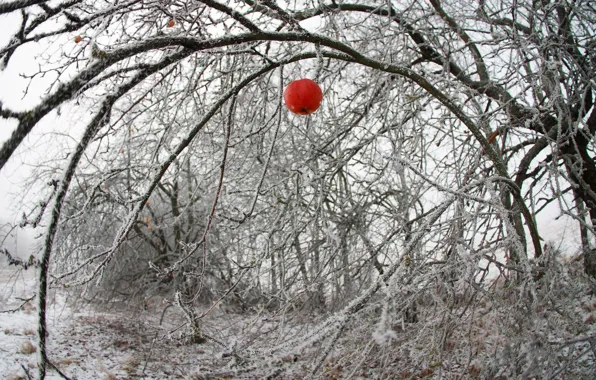 Картинка иней, яблоки, яблоня