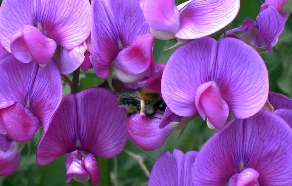 Картинка цветы, пчела, фон, обои, горошек