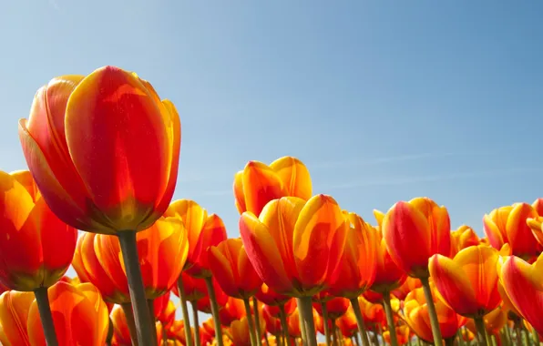 Цветы, весна, тюльпаны