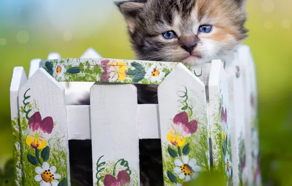 Кошка, взгляд, поза, котенок, мордашка, заборчик