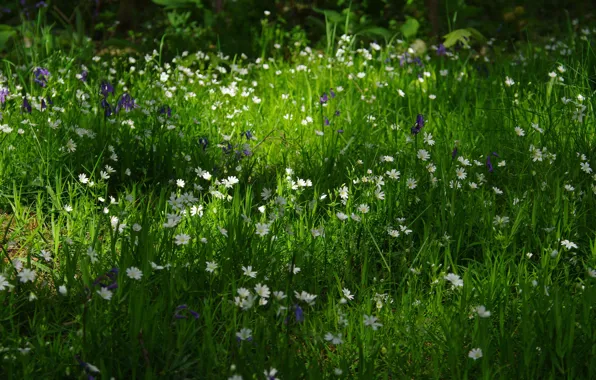 Grass, Field, Трава, Зелень, Цветение, Spring, Nature, Flowering