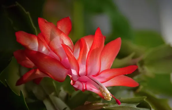 Картинка Bokeh, Красные цветы, Red flowers